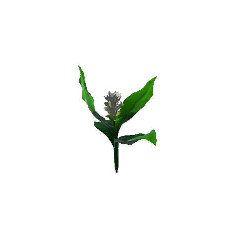 Flower Curcuna Longa 4.4